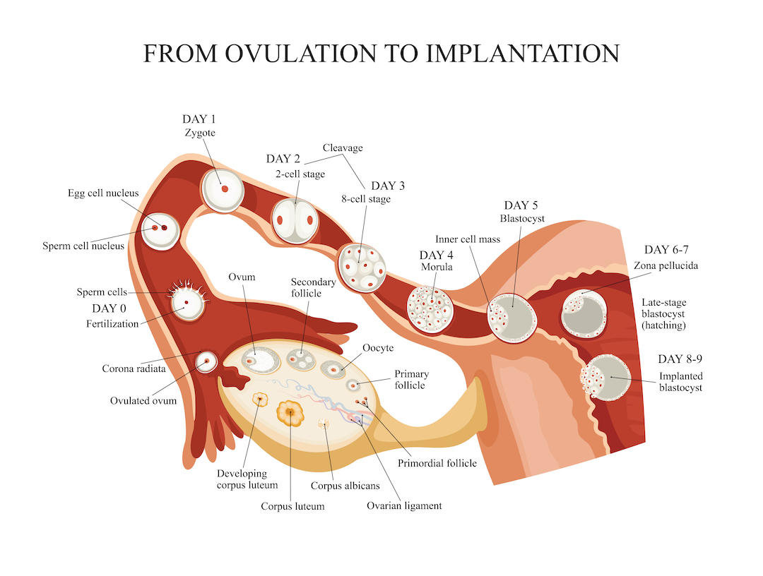 wallpapers Average Day Of Implantation