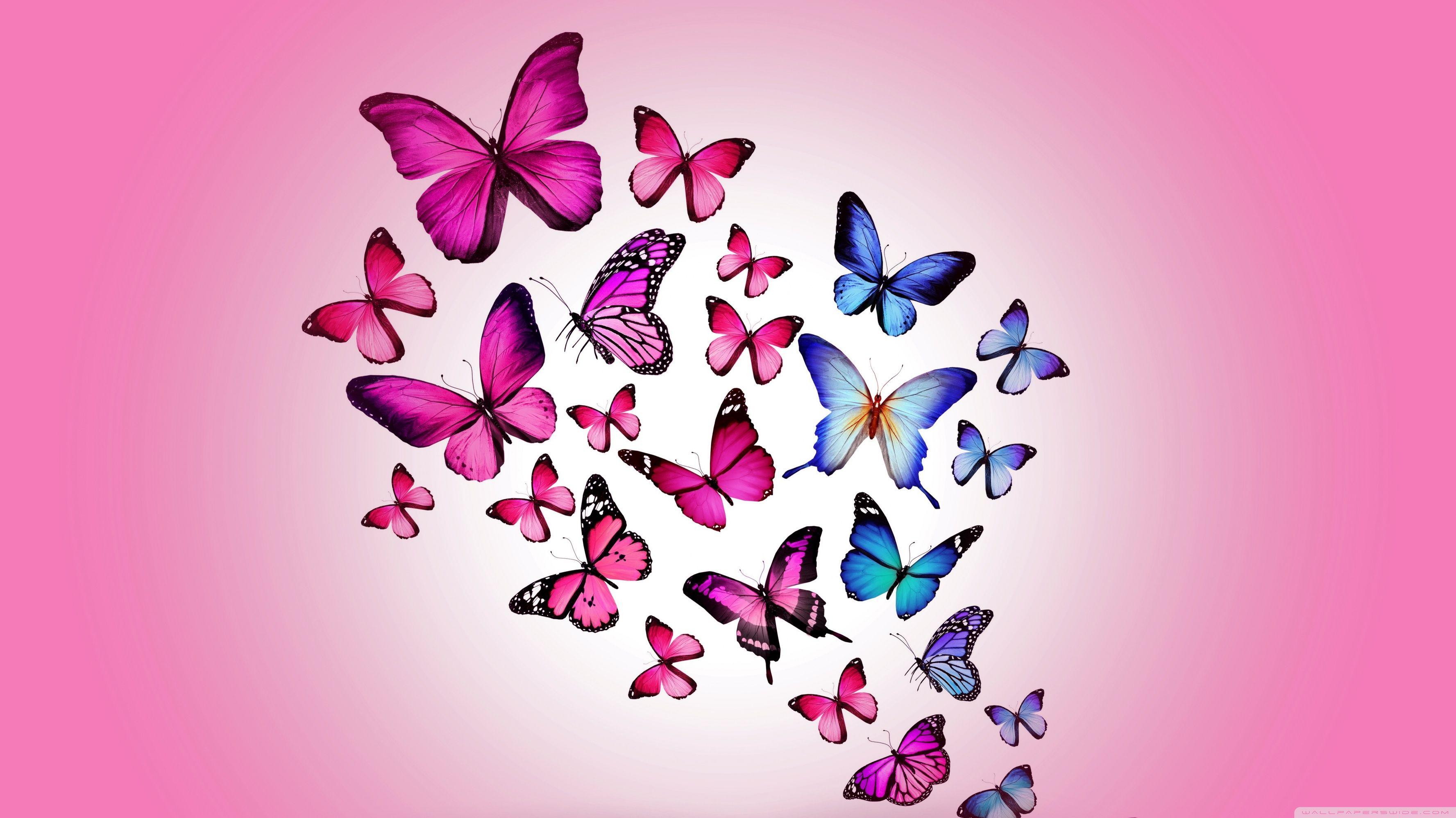 pics Butterfly Desktop Wallpaper 1080P
