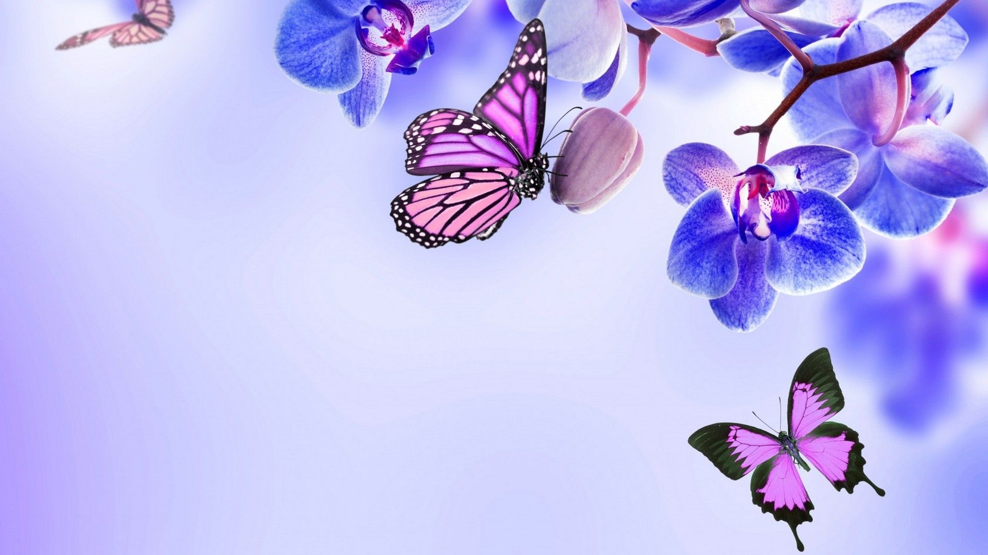 wallpapers Butterfly Desktop Wallpaper 1080P