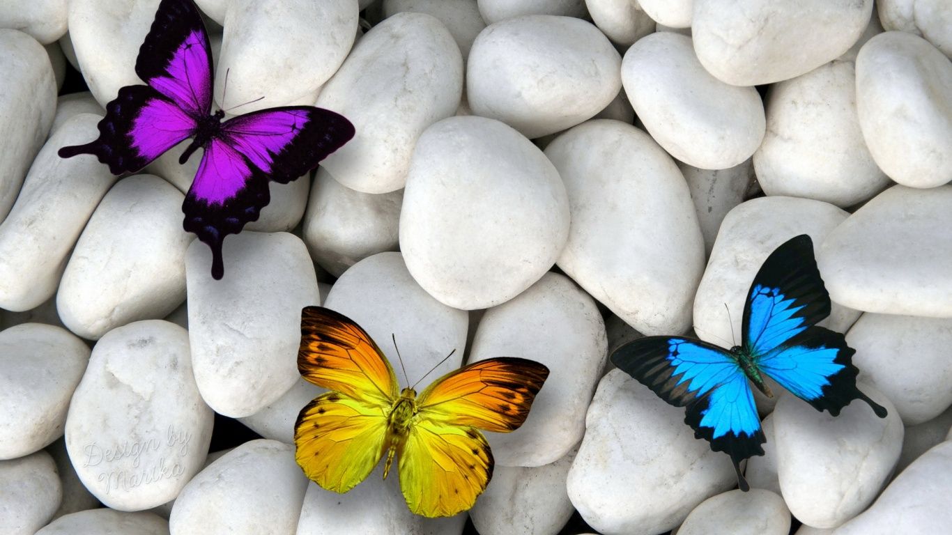 picture Butterfly Desktop Wallpaper 1080P