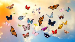 picture Butterfly Desktop Wallpaper 1080P