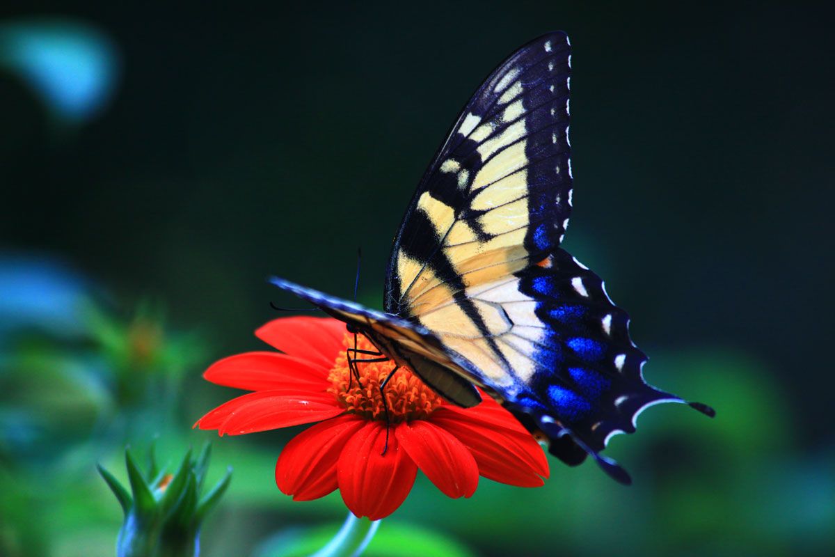 wallpapers Butterfly Desktop Wallpaper 1080P