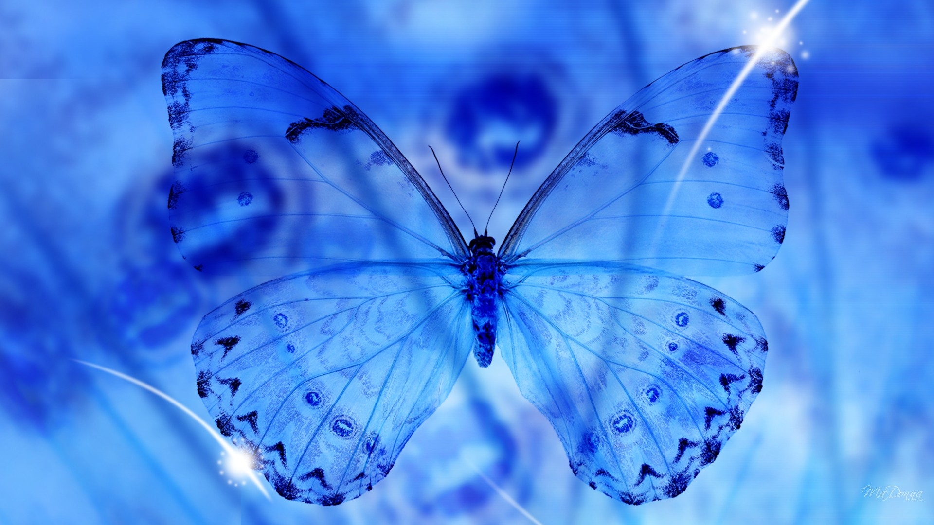 images Butterfly Hd Wallpapers 1080P Download