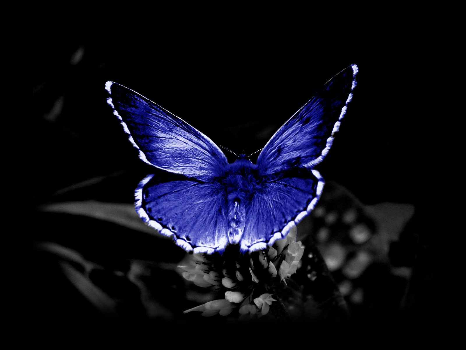 pics Butterfly Hd Wallpapers 1080P Download