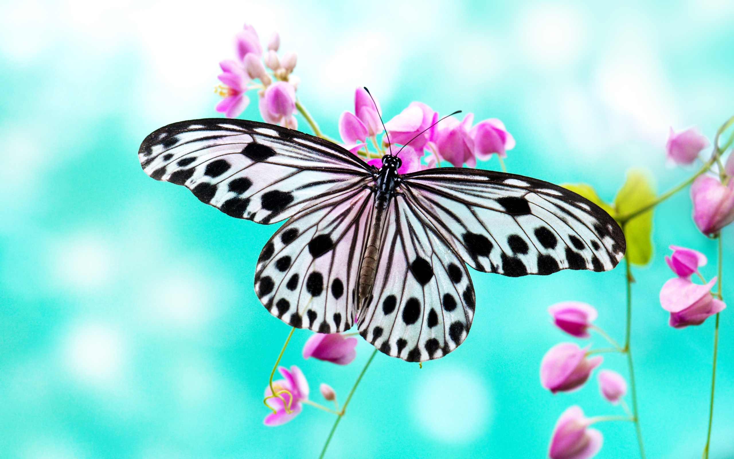 wallpapers Butterfly Hd Wallpapers 1080P Download
