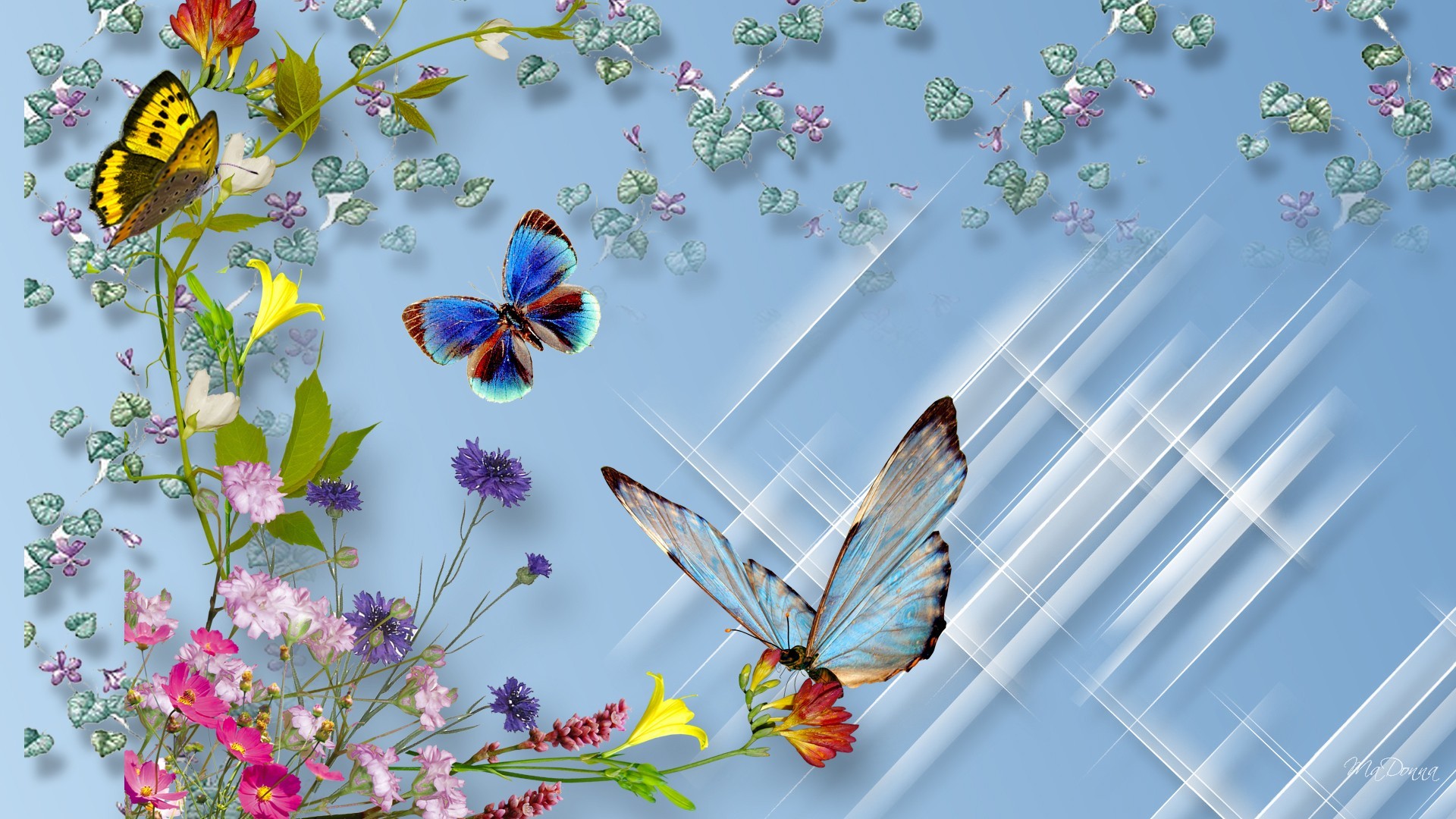 images Butterfly Hd Wallpapers 1080P Download