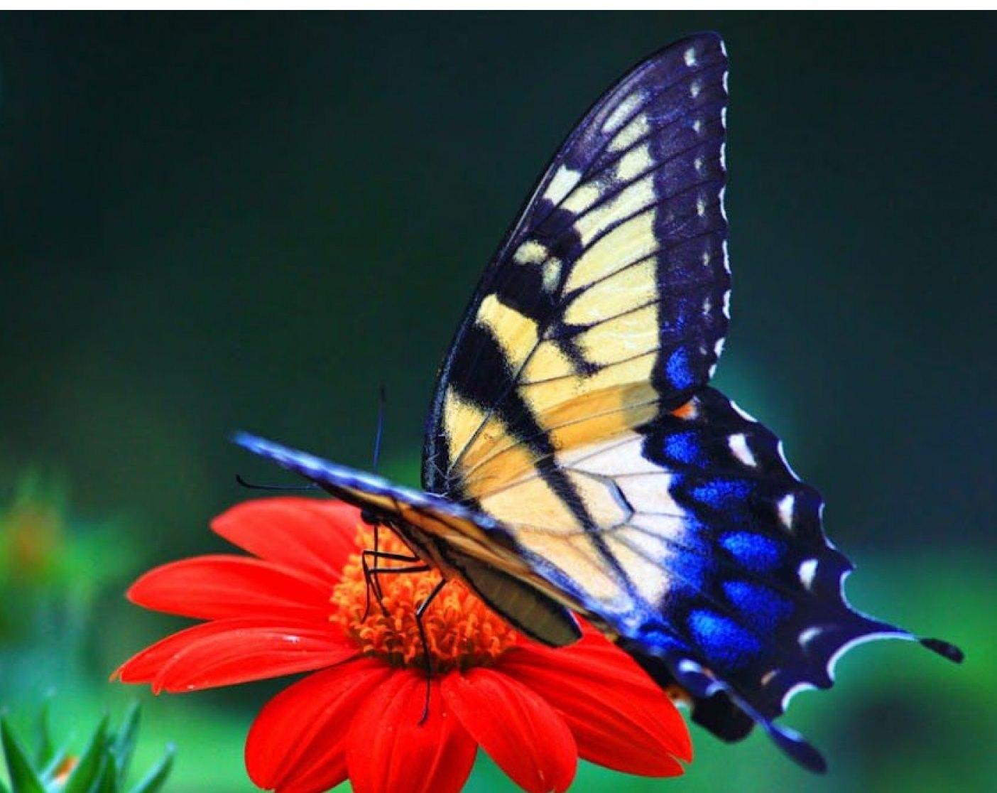 pics Butterfly Hd Wallpapers 1080P Download