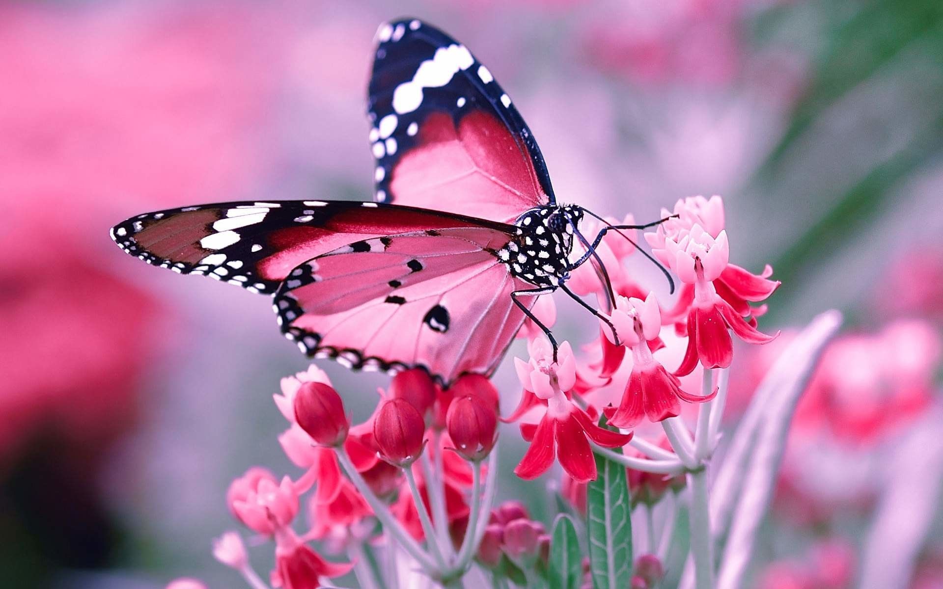 Featured image of post Butterfly Hd Wallpapers 1080P