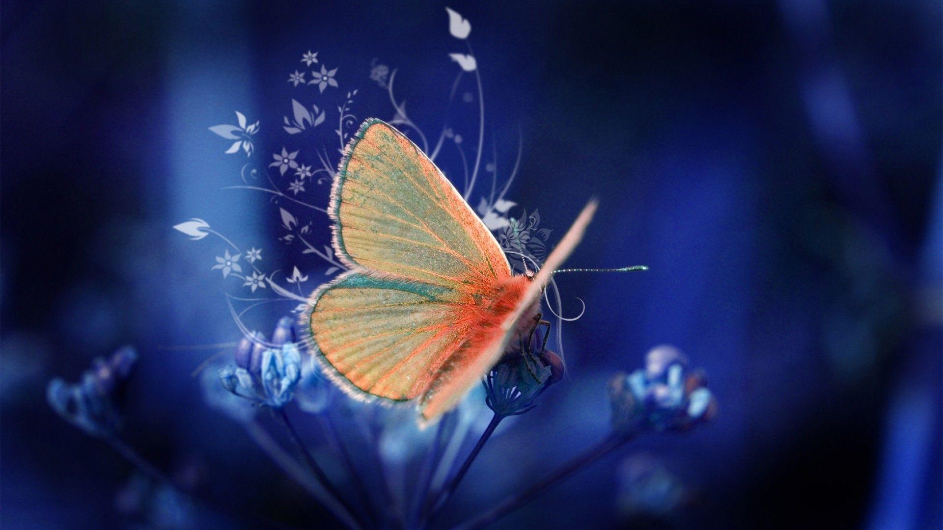 Butterfly Hd Wallpapers 1080P wallpapers Butterfly Hd Wallpapers 1080P