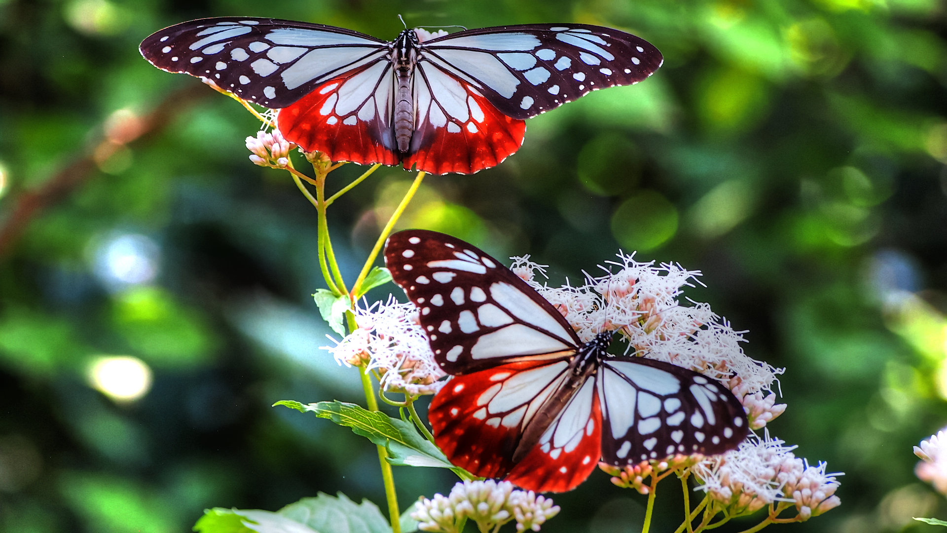 Butterfly Hd Wallpapers 1080P images Butterfly Hd Wallpapers 1080P