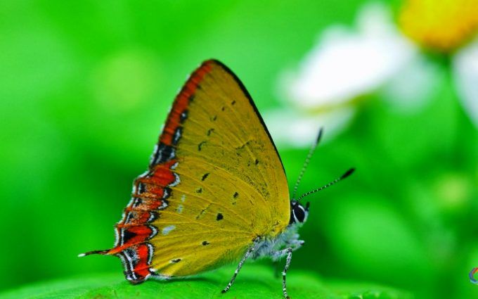 Butterfly Hd Wallpapers 1080P images Butterfly Hd Wallpapers 1080P