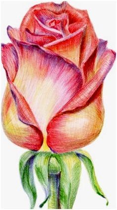 pic Color Pencil Drawing Flowers Easy