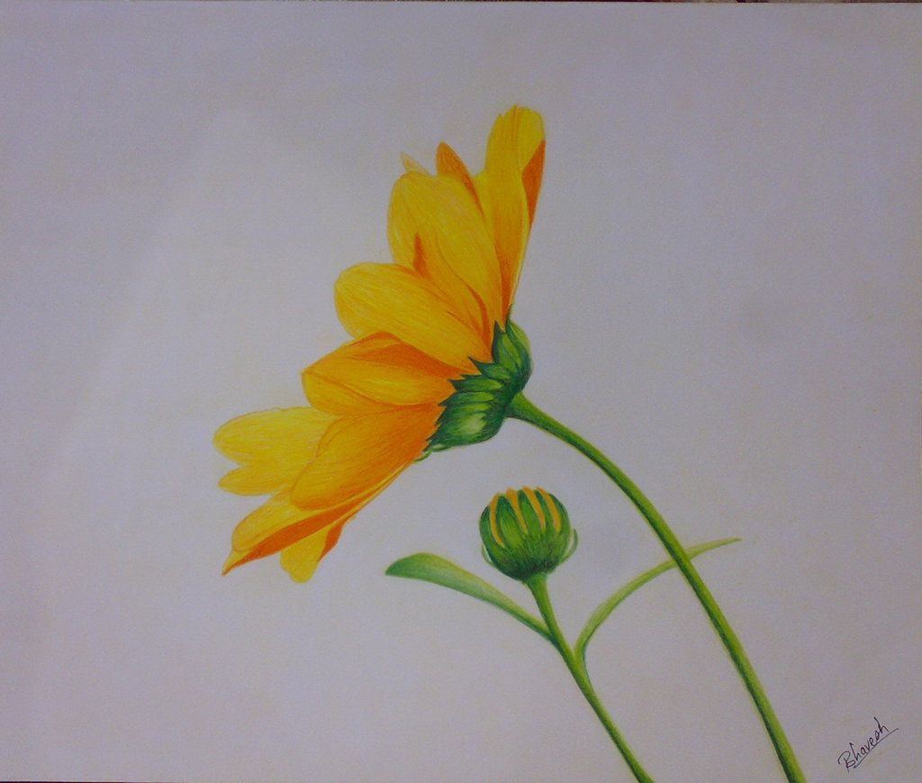 pix Color Pencil Drawing Flowers Easy
