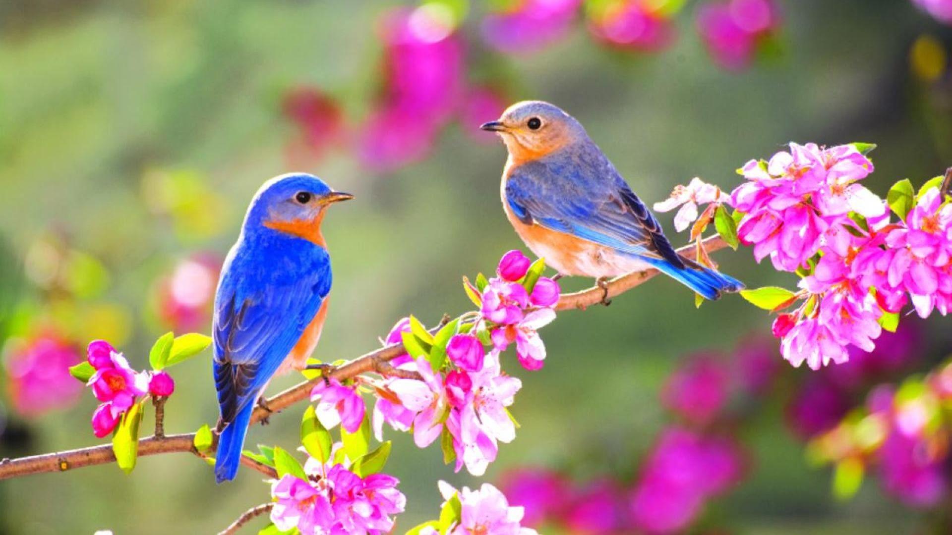 Featured image of post Desktop Full Hd Bird Wallpaper