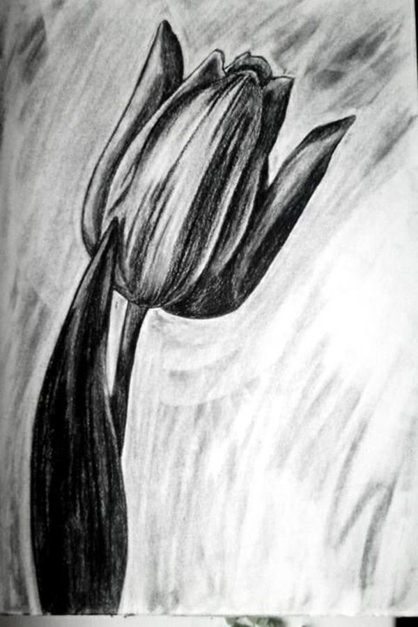 images Easy Charcoal Pencil Drawing Flowers