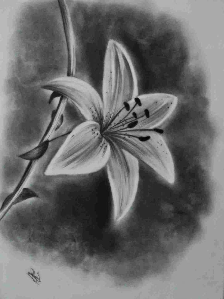 pic Easy Charcoal Pencil Drawing Flowers