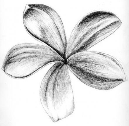 images Easy Charcoal Pencil Drawing Flowers