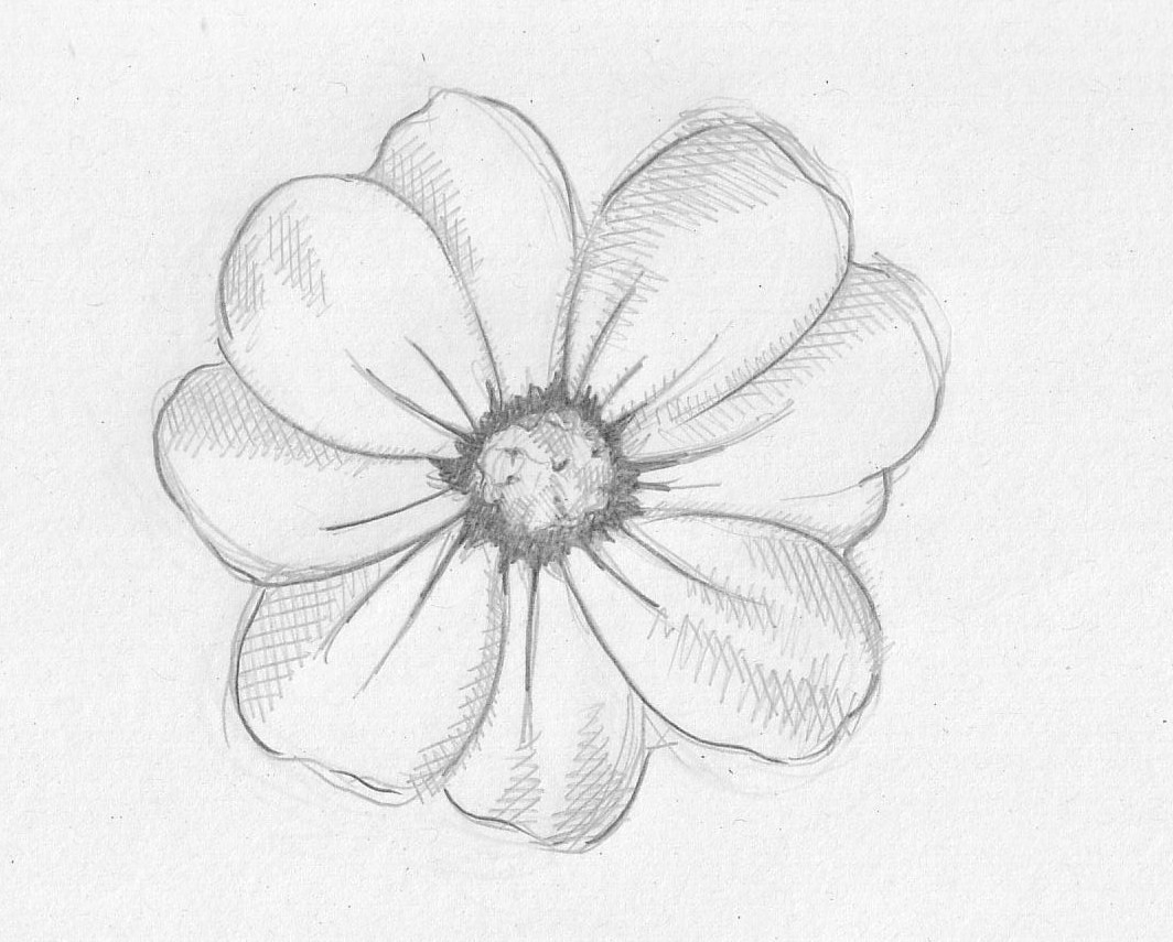 images Easy Charcoal Pencil Drawing Flowers