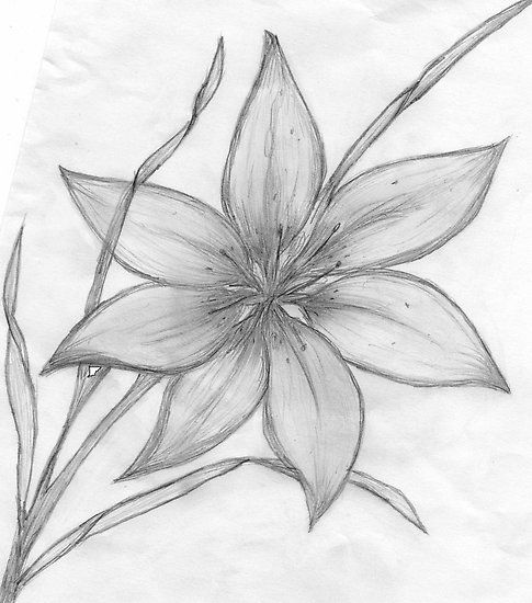 Featured image of post Flowers Drawing Pictures Pencil Easy