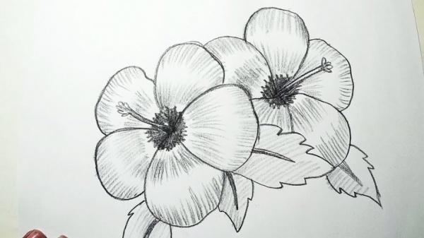 Flowers Drawing Pictures Pencil Easy photo Flowers Drawing Pictures Pencil Easy