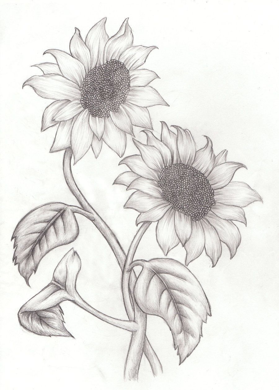 Flowers Drawing Pictures Pencil Easy picture Flowers Drawing Pictures Pencil Easy