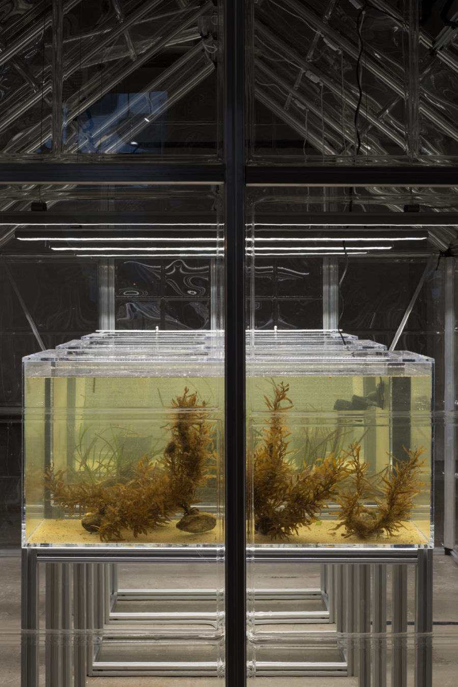 photo Michael Wang Artist