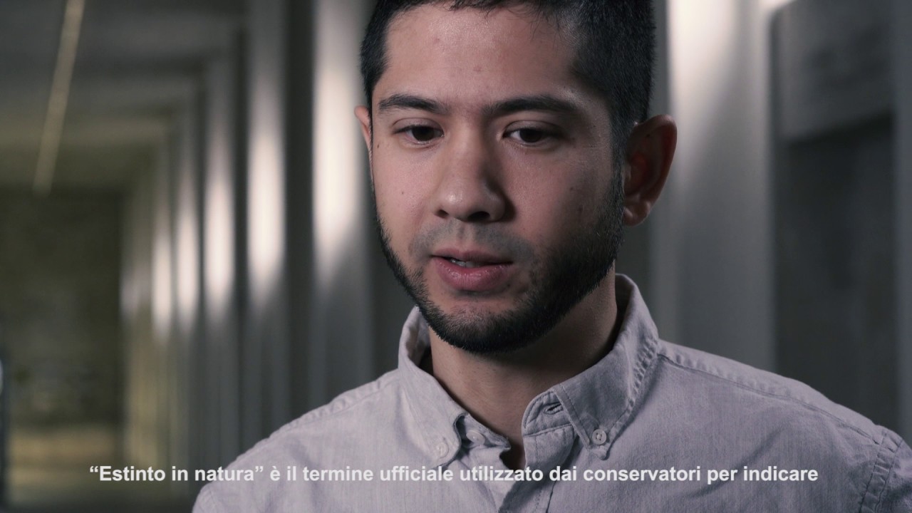 images Michael Wang Artist