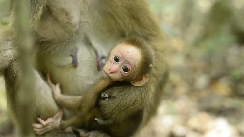 Monkey And Infant Images picture Monkey And Infant Images