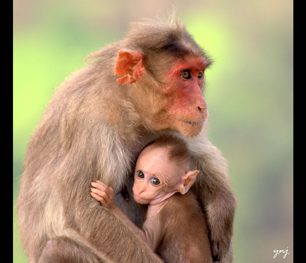 Monkey And Infant Images picture Monkey And Infant Images