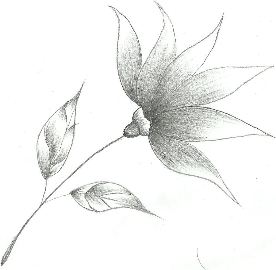 Featured image of post Pencil Drawing Easy And Simple Flowers