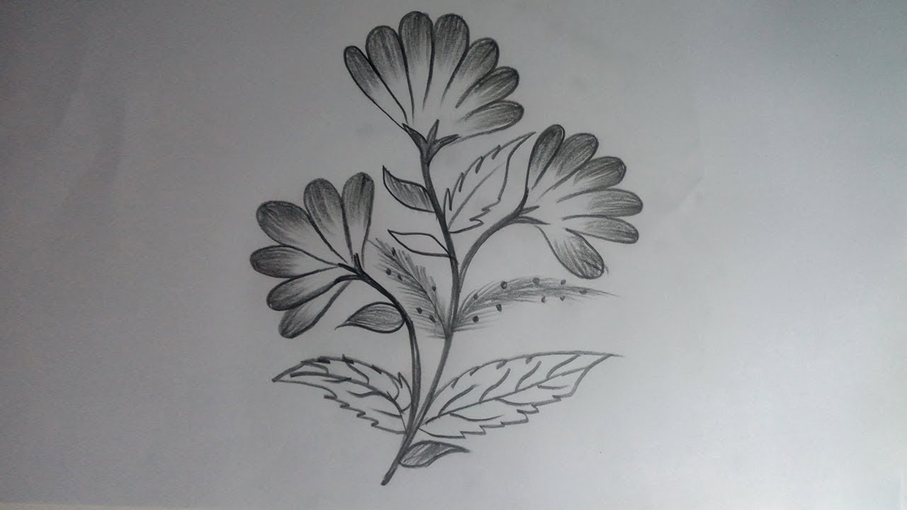 picture Pencil Drawing Easy And Simple Flowers
