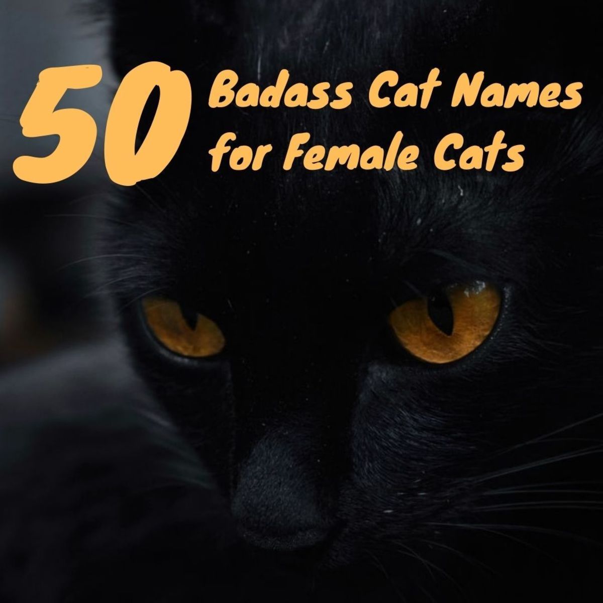 pix Warrior Princess Names For Cats