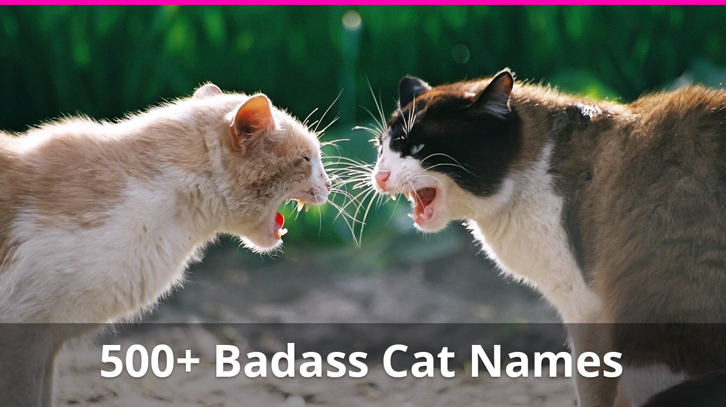 pics Warrior Princess Names For Cats