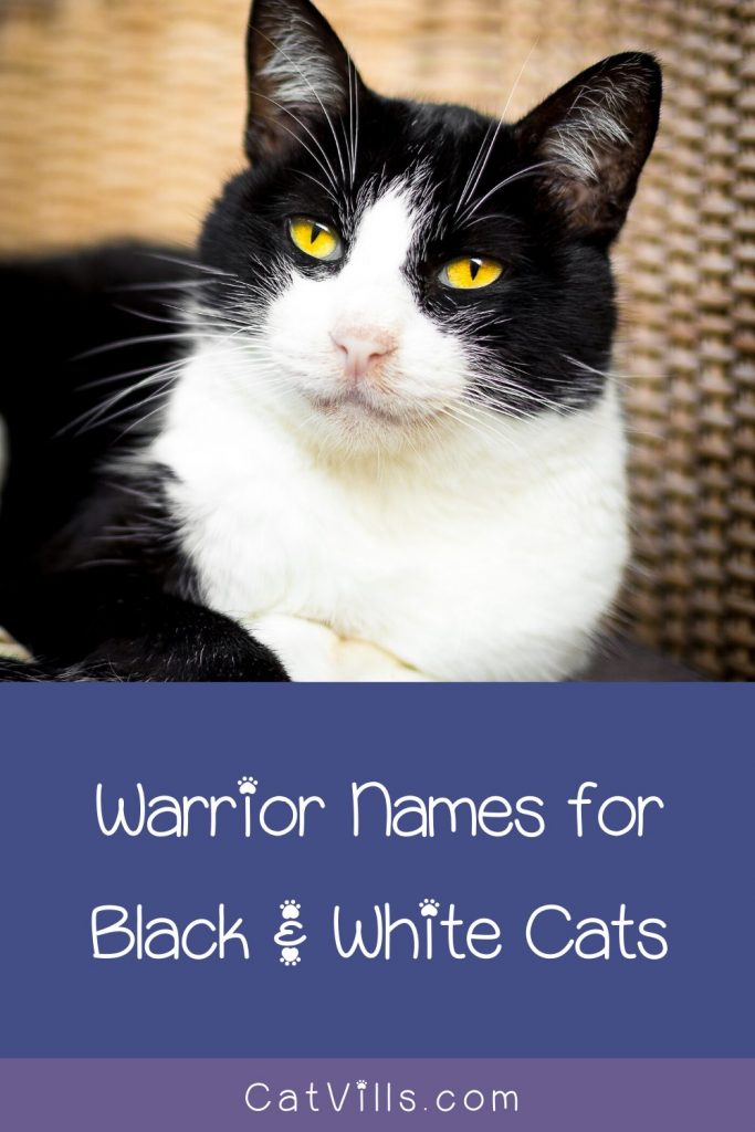 images Warrior Princess Names For Cats